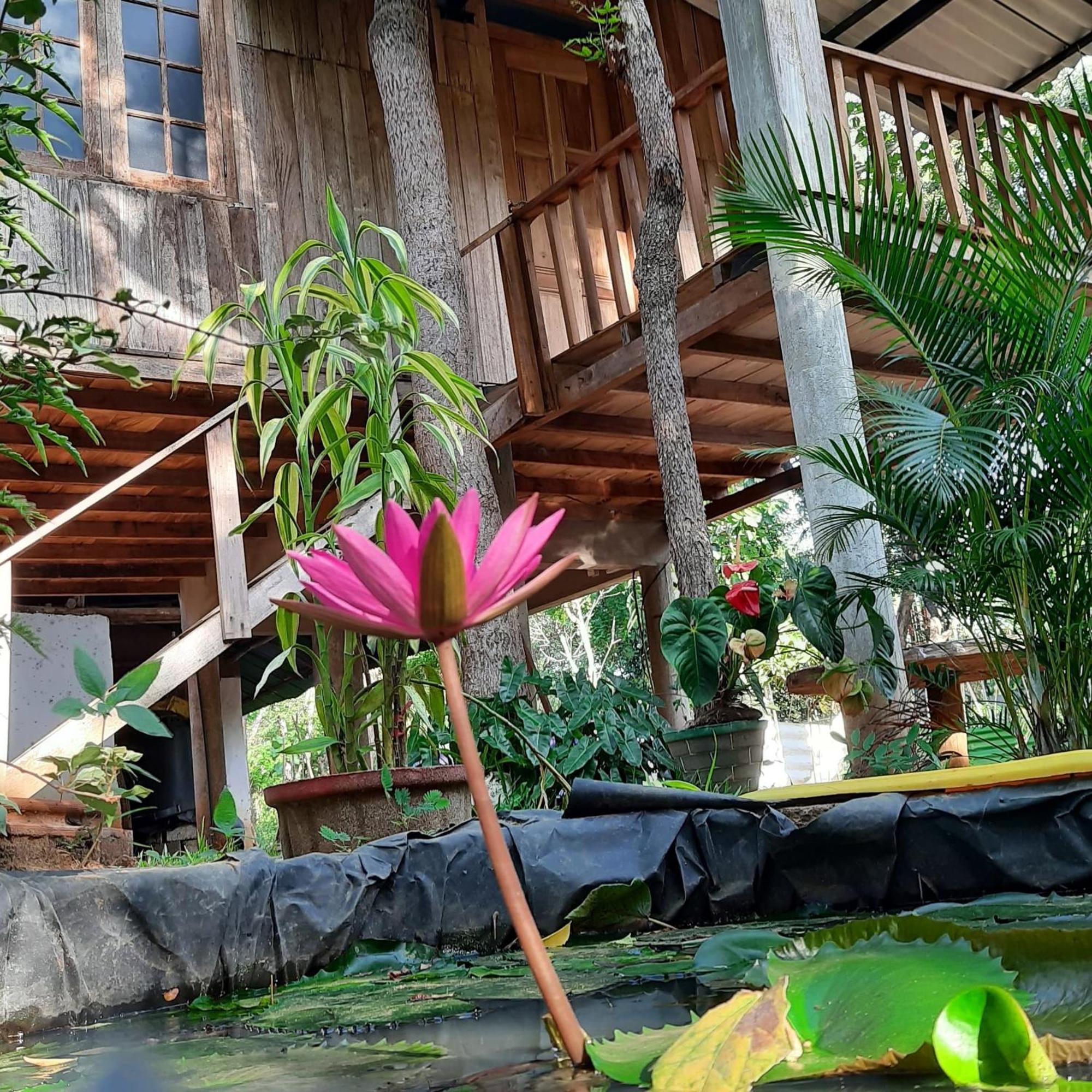 Ruk Sewana Villa Tree House Sigiriya Exterior foto